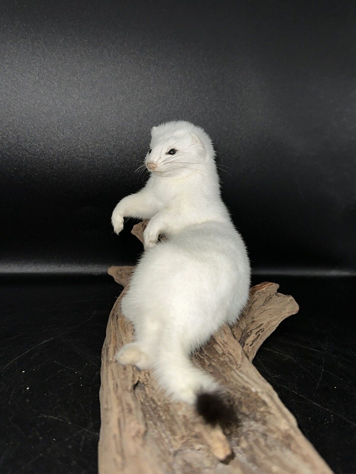 Beautiful Adorable Weasel Ermine Small Animal Taxidermy Mount Art Wildlife 19W