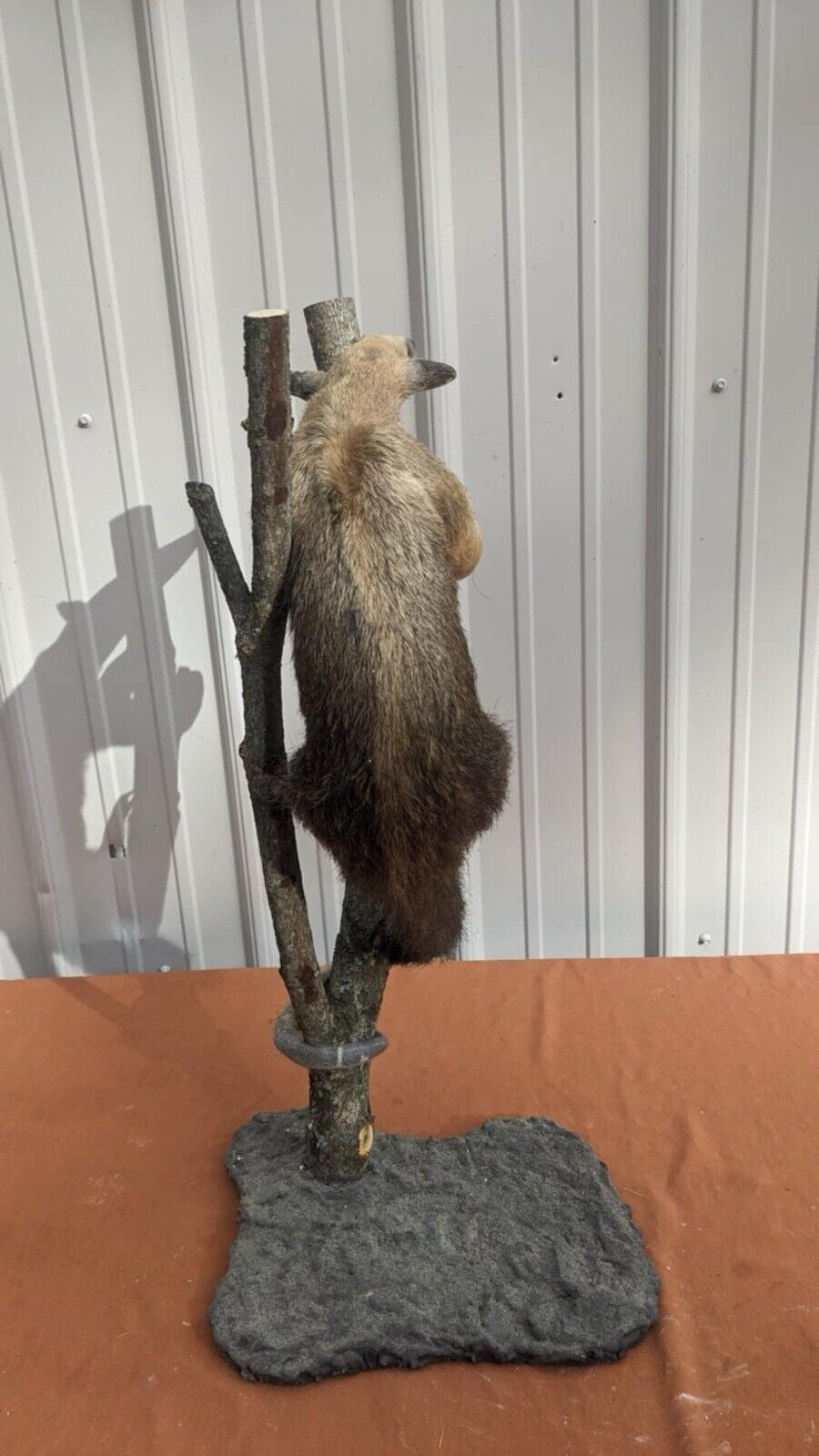 Tamandua / Ant Eater Full Body Mount Taxidermy