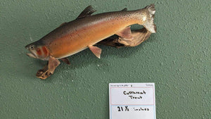 Beautiful Real Skin 21.5” Cutthroat Trout Taxidermy Mount