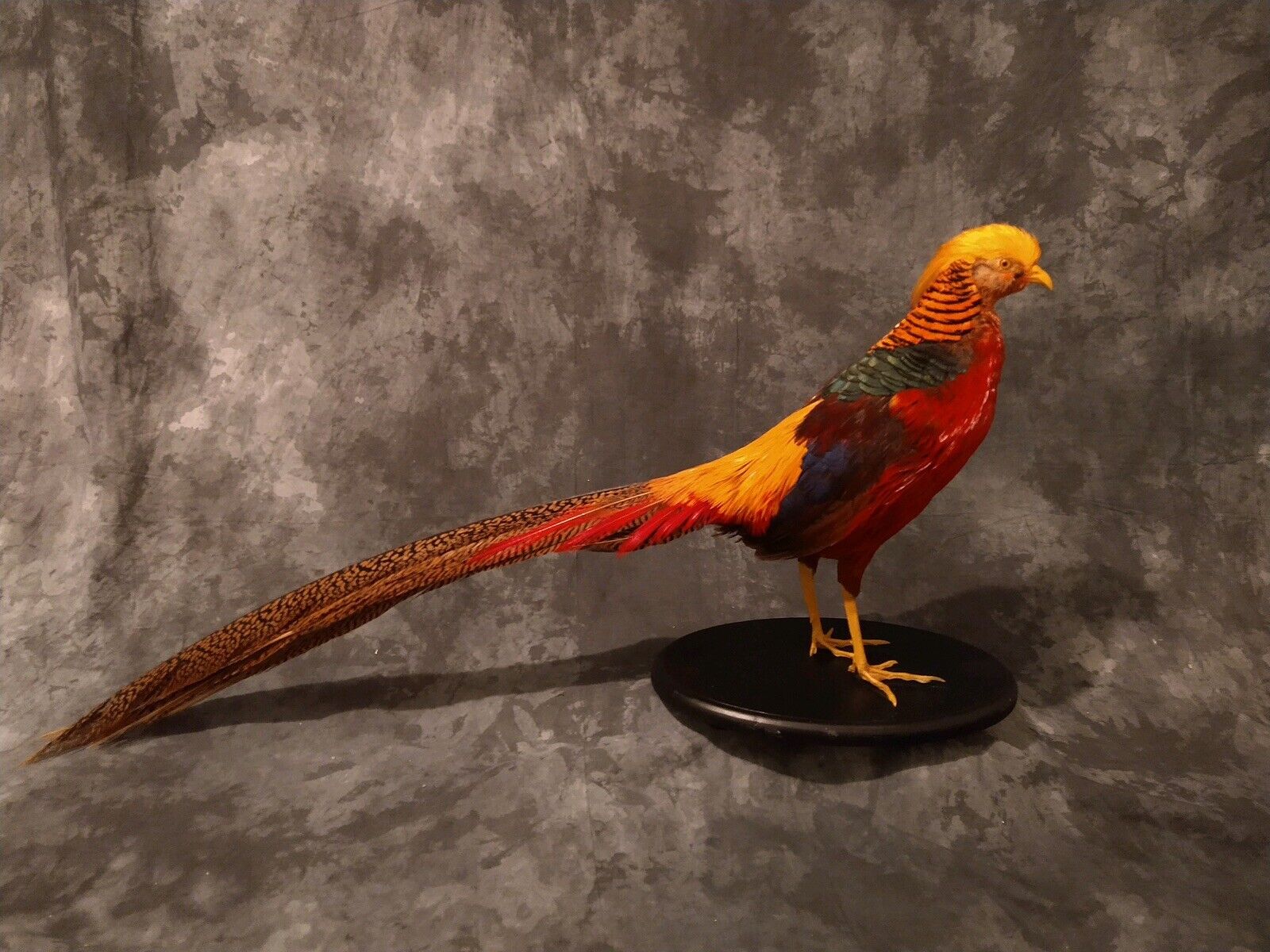 Red Golden Pheasant (Chrysolophus Pictus) Taxidermy Table Mount