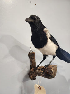 Beautiful Eurasian Magpie (Pica pica) Bird Taxidermy Mount