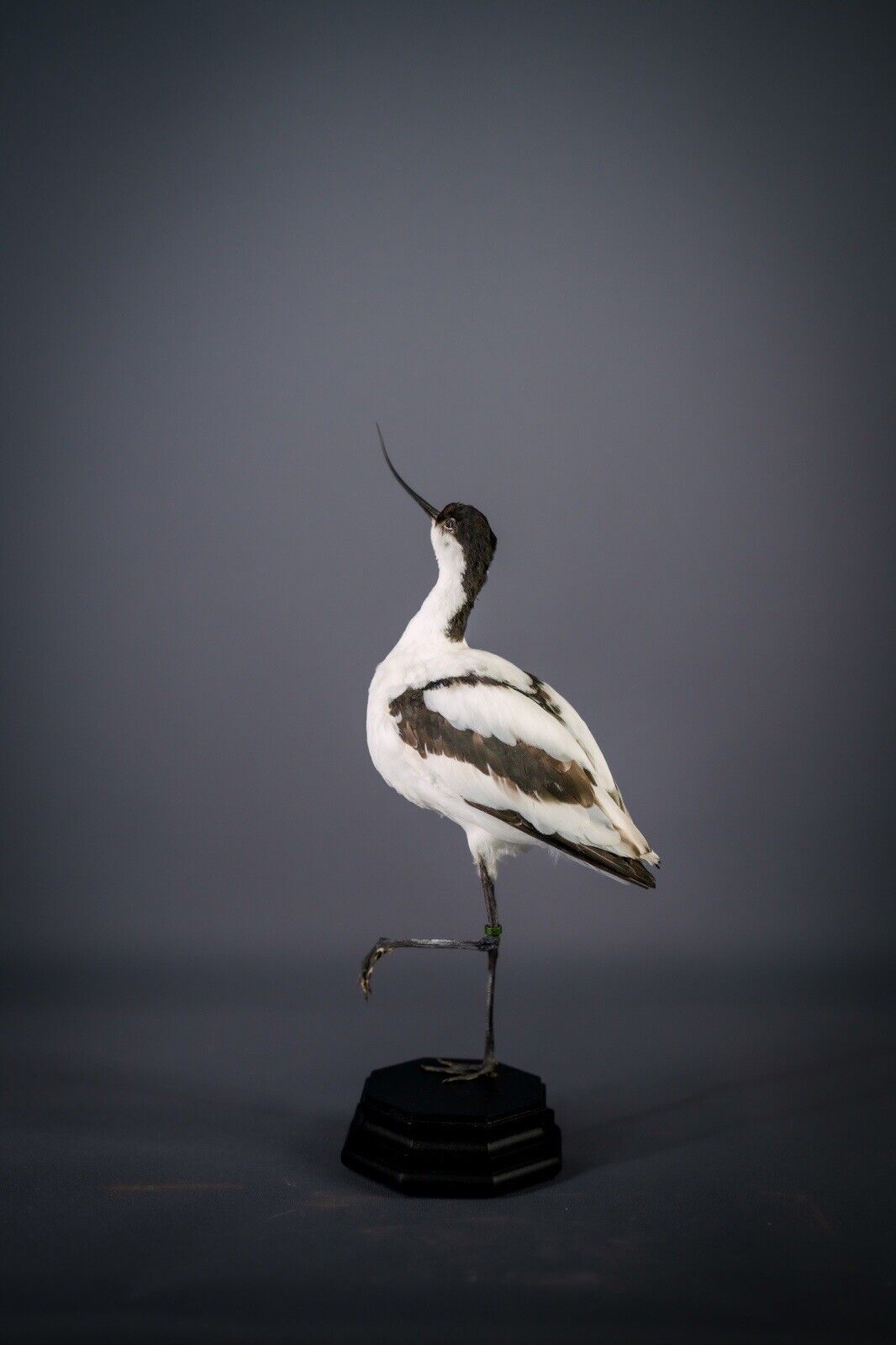 Beautiful Taxidermy Bird Pied Avocet Mount | Wooden Base Rare