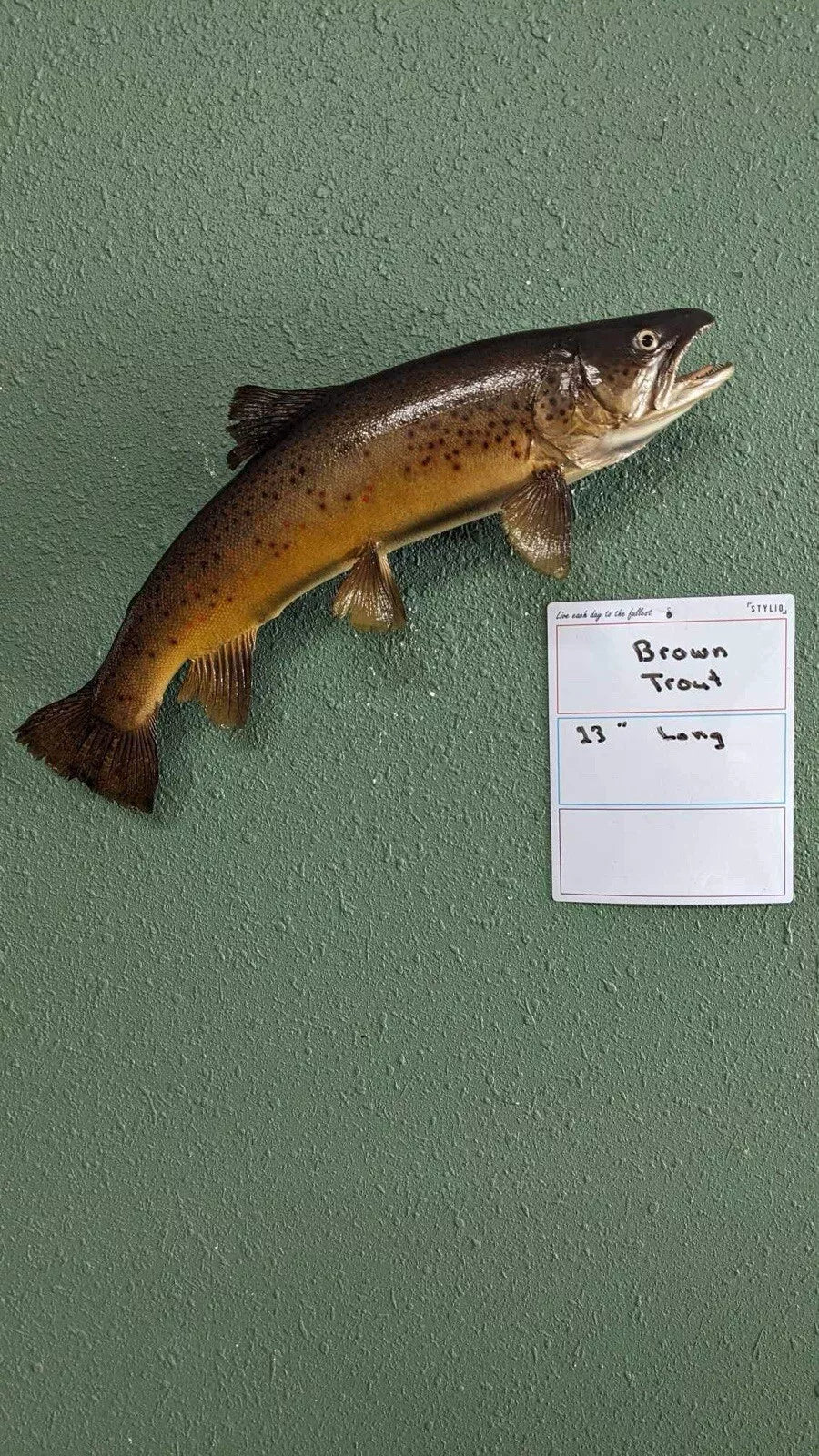 Beautiful Real Skin 23 inch Brown Trout Taxidermy Wall Mount