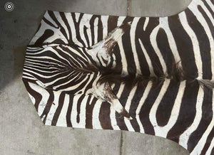 8 Ft Burchells Zebra Rug Mount African Safari Taxidermy