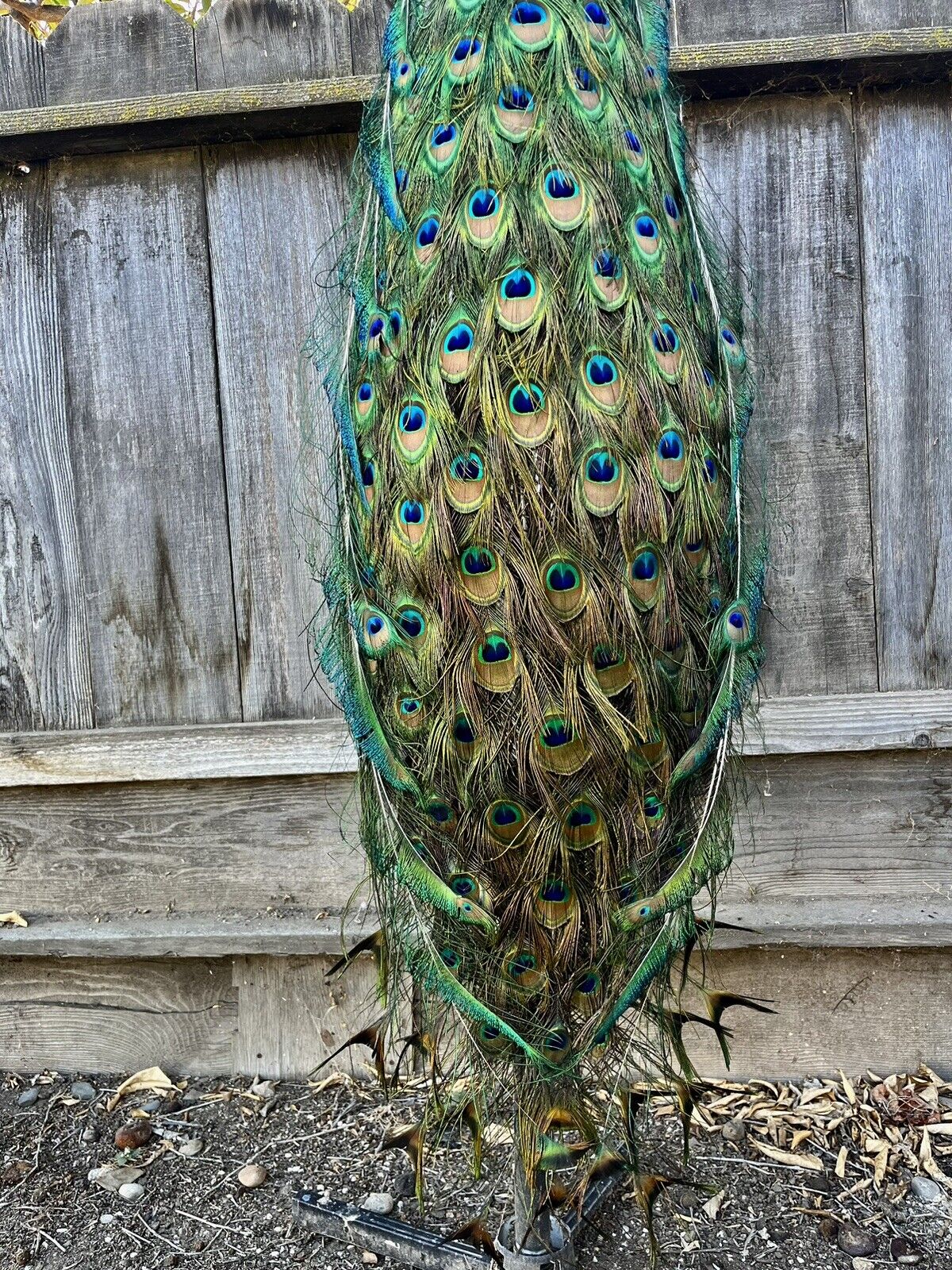 Museum quality ultra rare Java PEACOCK Taxidermy Mount