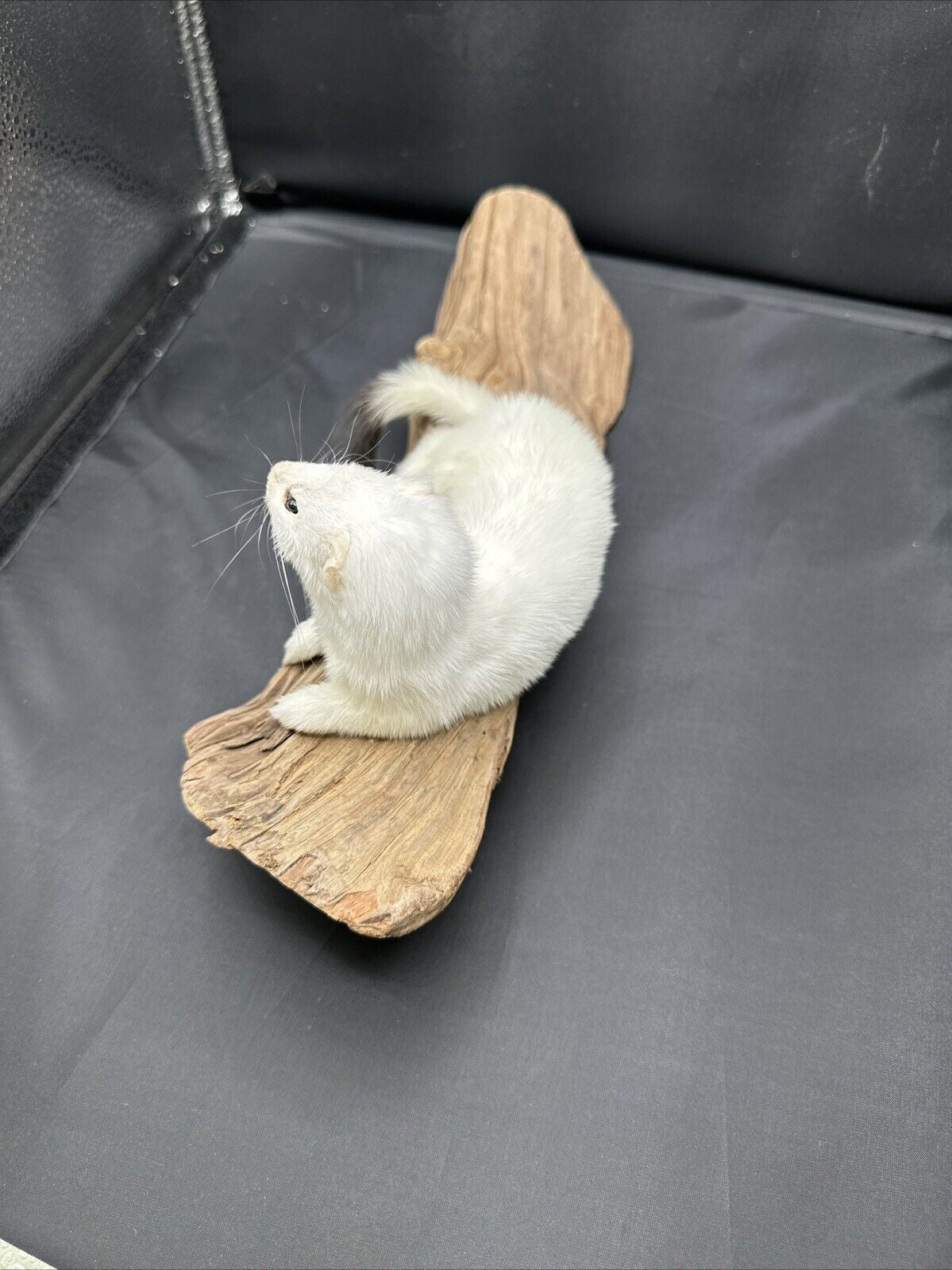 Beautiful Adorable Weasel Ermine Small Animal Taxidermy Mount Art Wildlife 51w