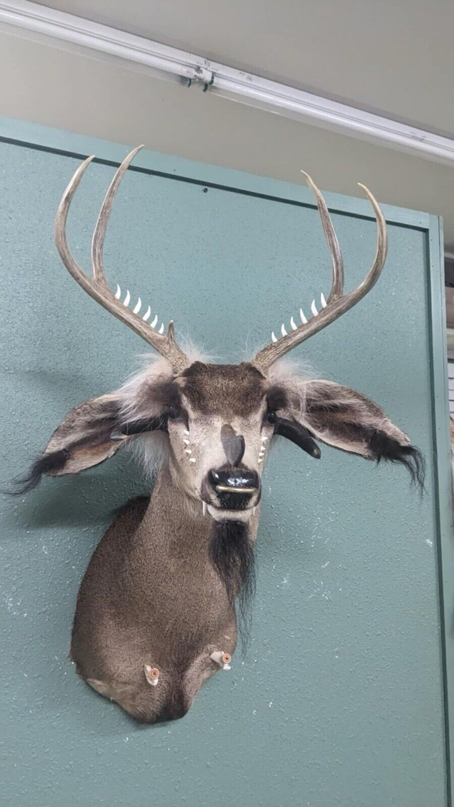 Whitetail Deer Real Antler Deer Taxidermy Mount Beautiful Antlers