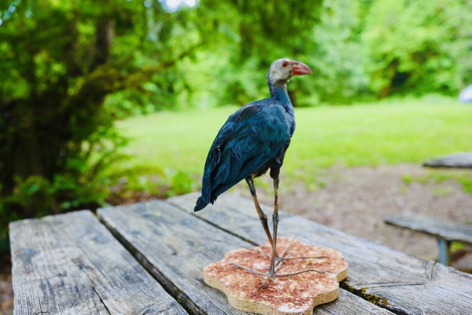 HA47 Grey Headed Swamphen (Porphyrio Poliocephalus) Bird Mount Taxidermy