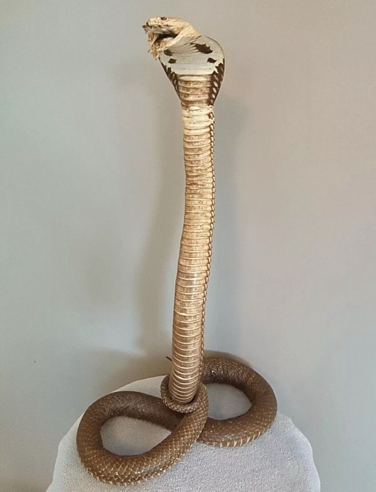 Taxidermy Cobra Been In My Collection For 40+ Years 22 Inches Tall Cool Piece