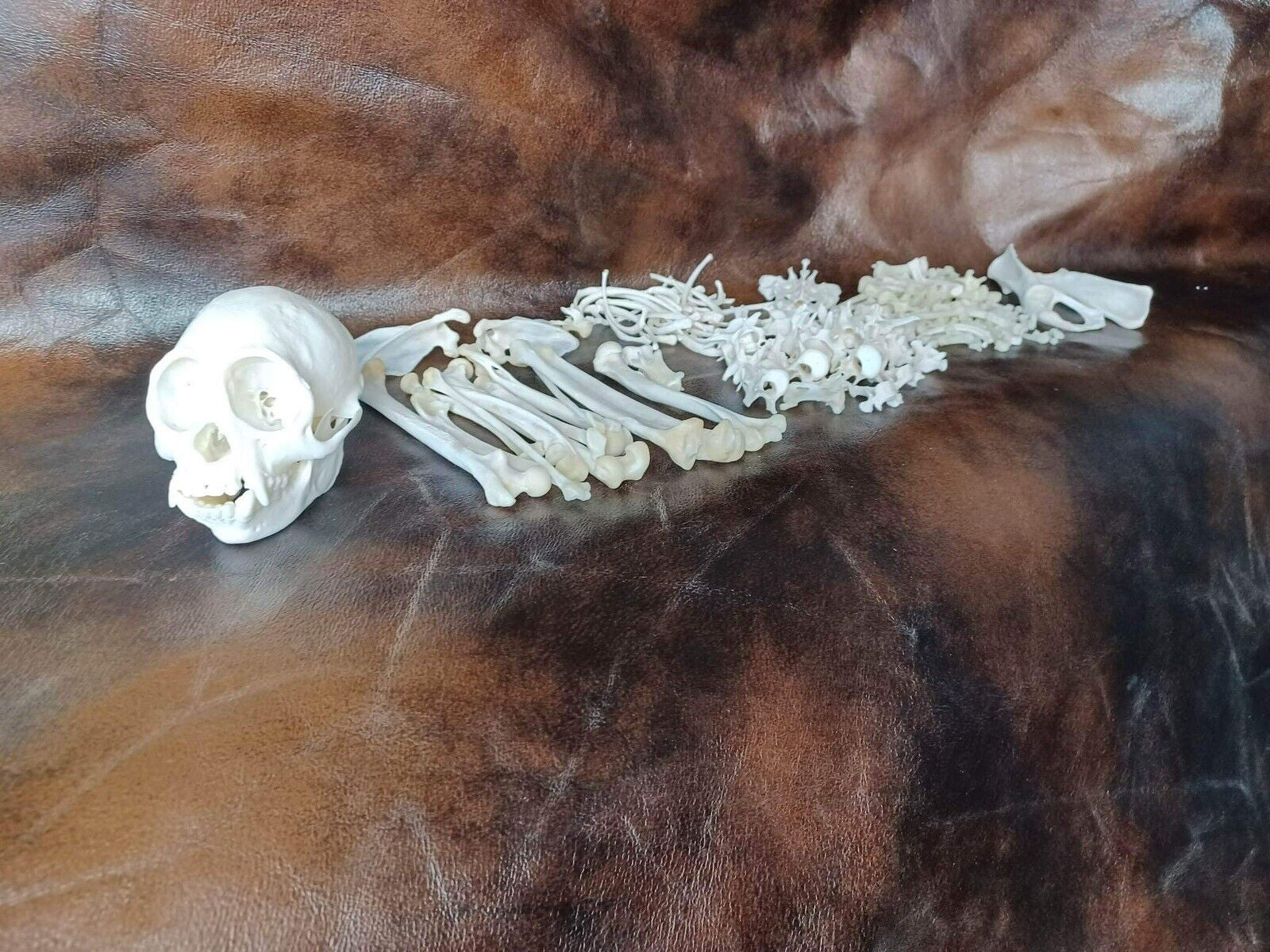 Capuchen monkey skull and full skeleton for articulating