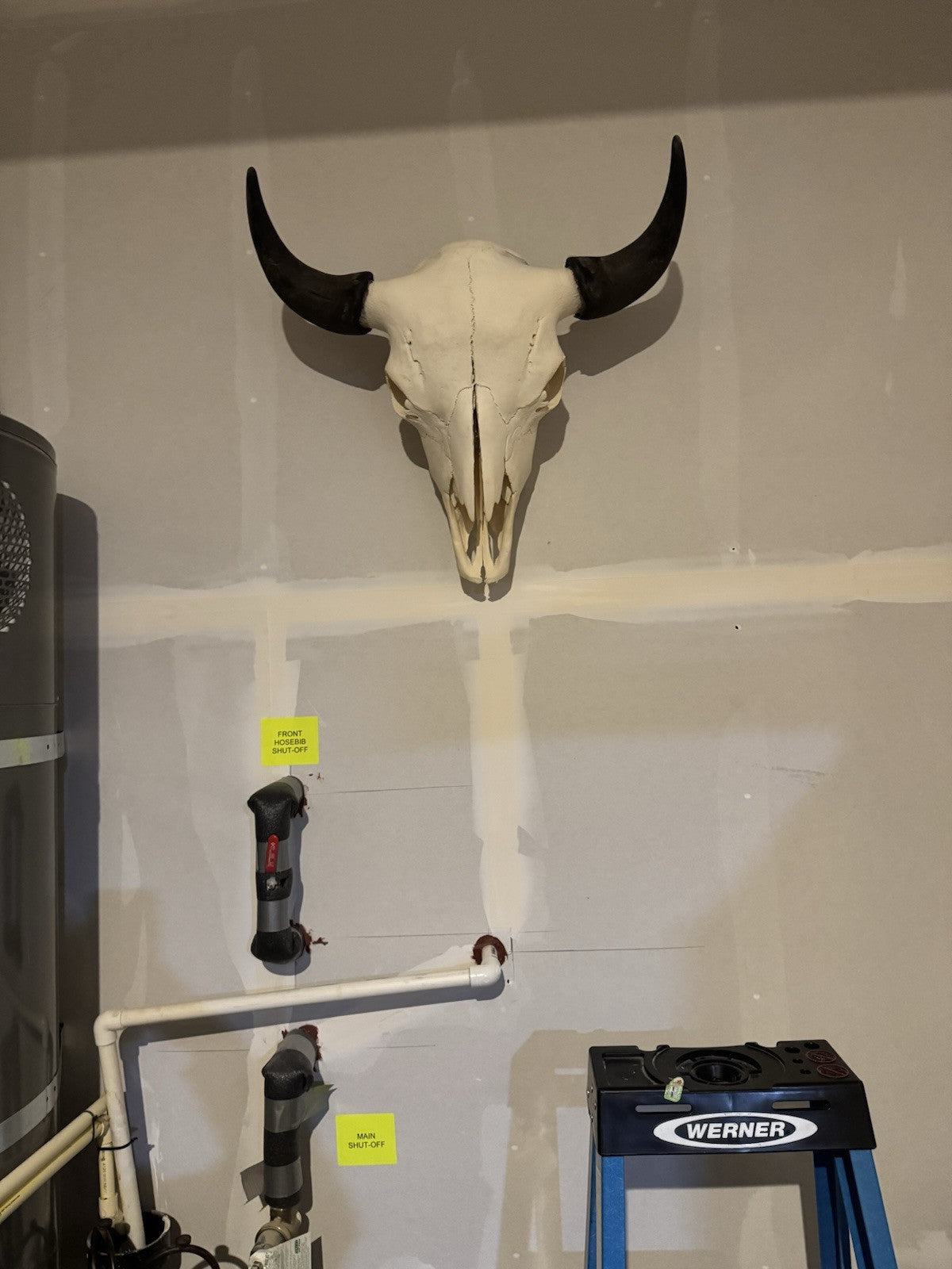 TAXIDERMY Massive Bison Buffalo Skull Real Horns Taxidermy Mount