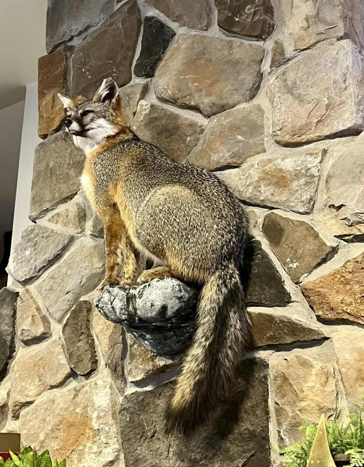 Grey Fox Taxidermy Full Body Mount Cabin Camp Man Cave Home Office Den Decor NEW