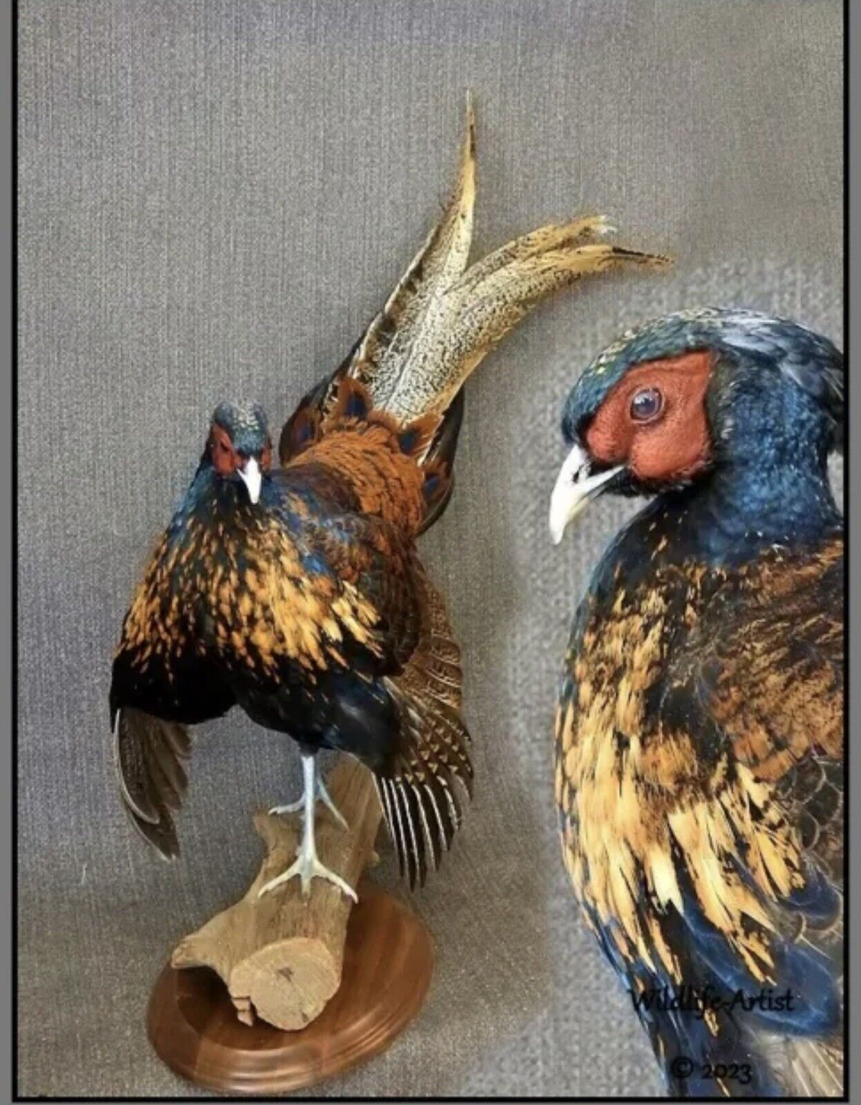 Pheasant Taxidermy Mount Bird Gamebird Feathers Exotic by Wildlife-Artist