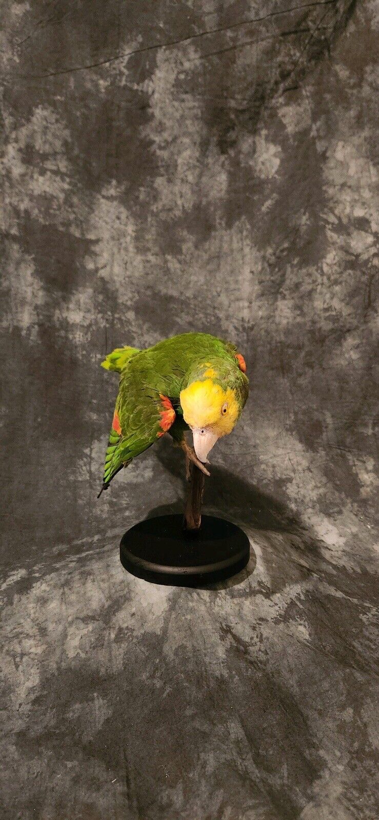 Turquoise Fronted Amazon Parrot Taxidermy Mount