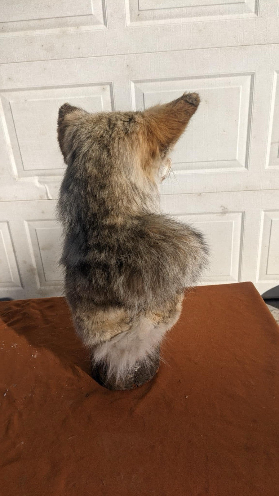 New Coyote Pedestal Taxidermy Mount