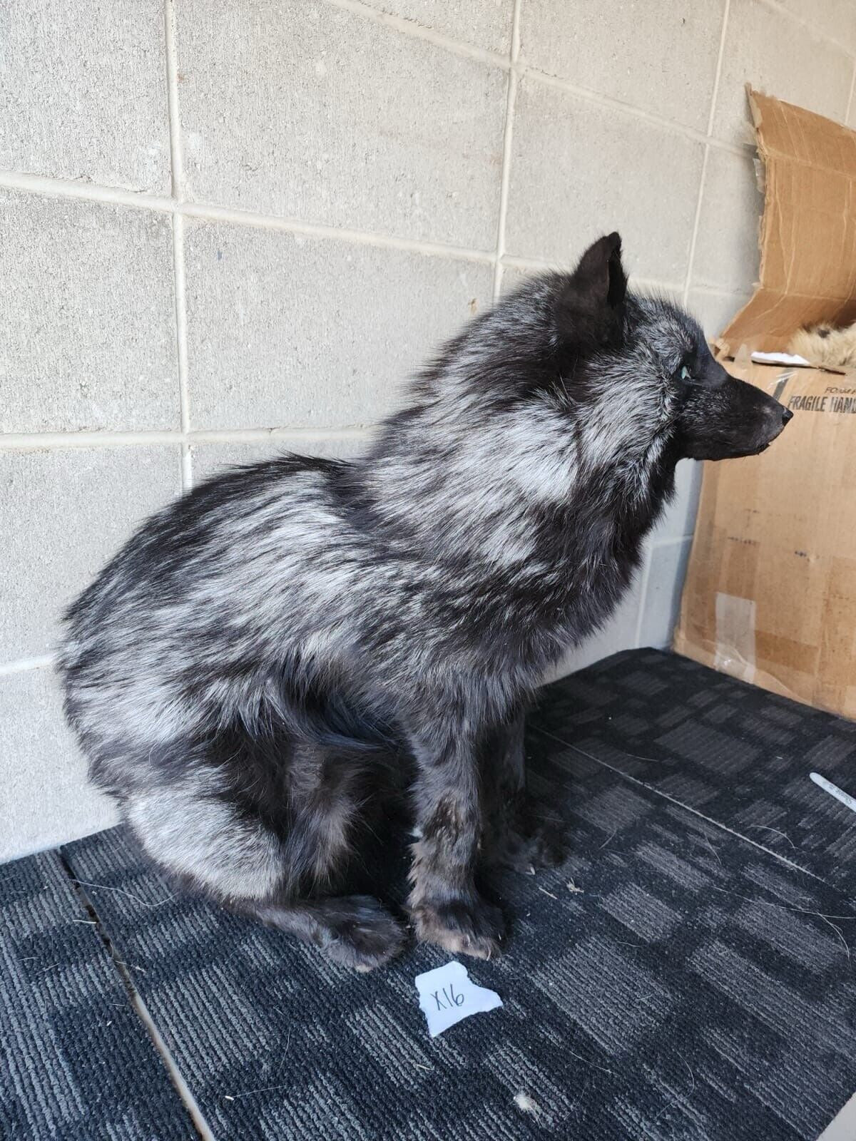 FH156-Stunning Real Cross FOX Mount Taxidermy Brand NeW