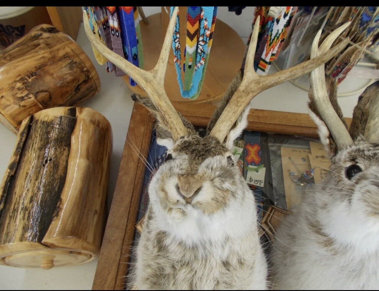 FH167-jackalope 4 point taxidermy mount real antlers (295 Each)