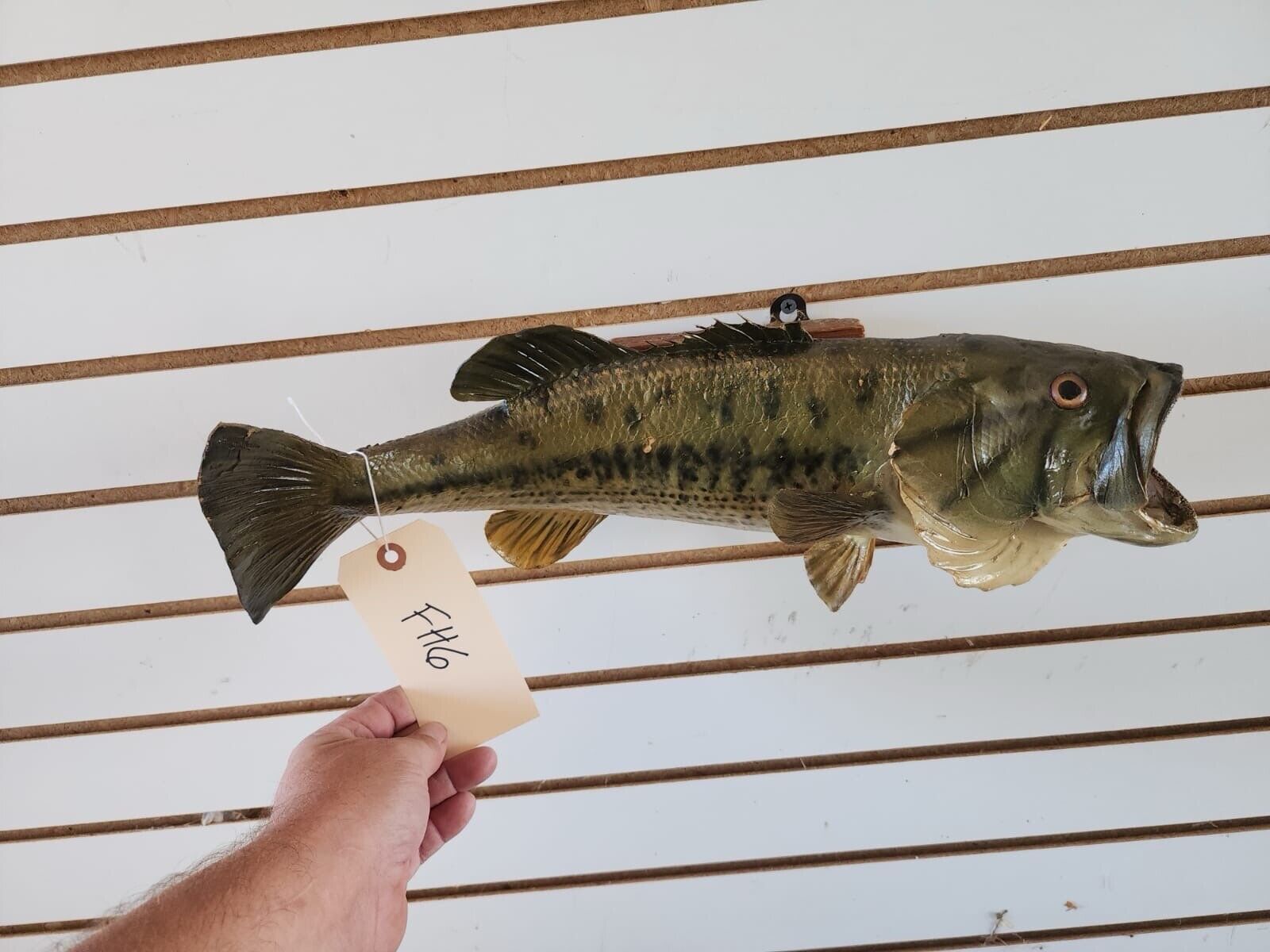 3 bass. 2 bluegill Fish Taxidermy Mount
