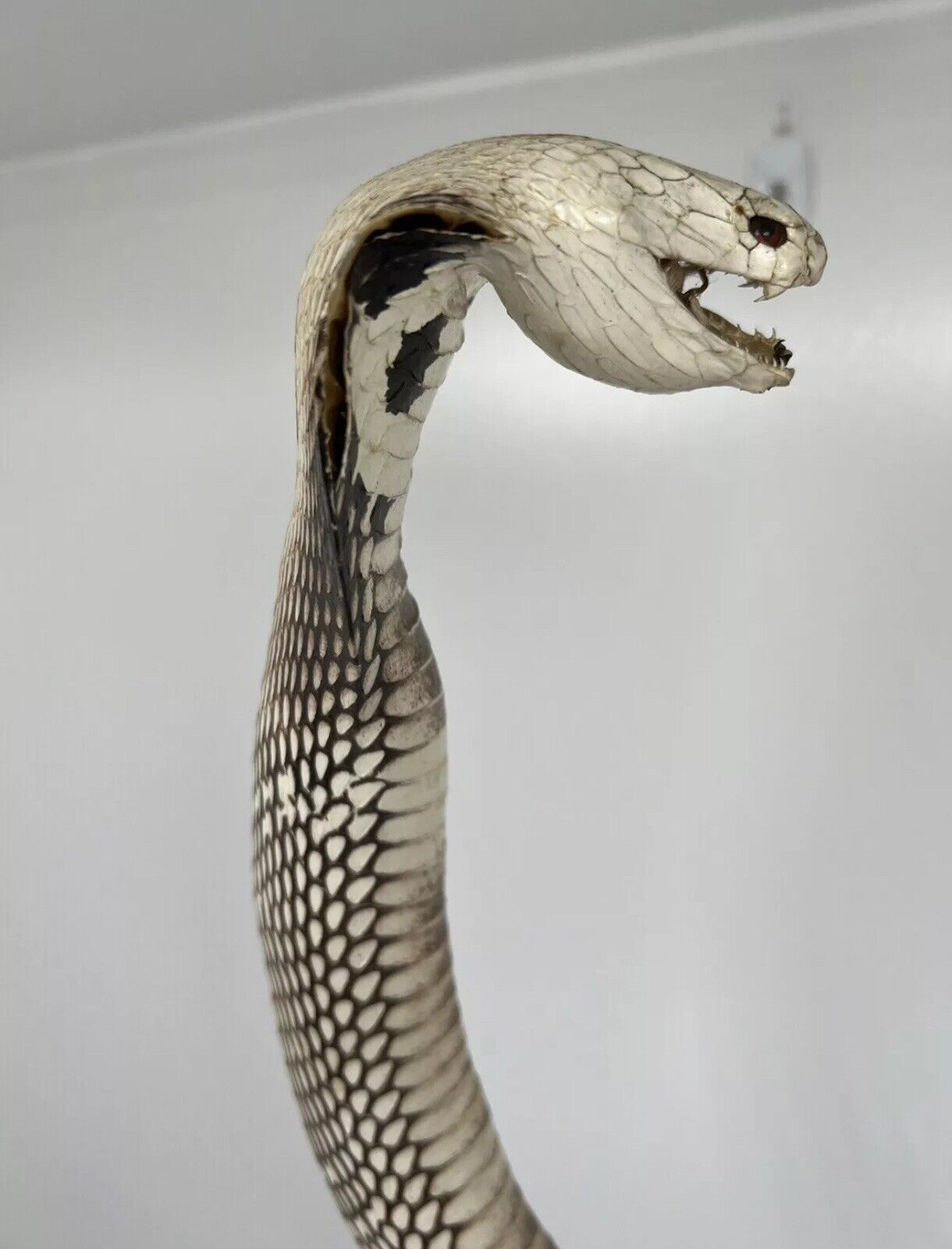23" Real Cobra Taxidermy Snake Mount