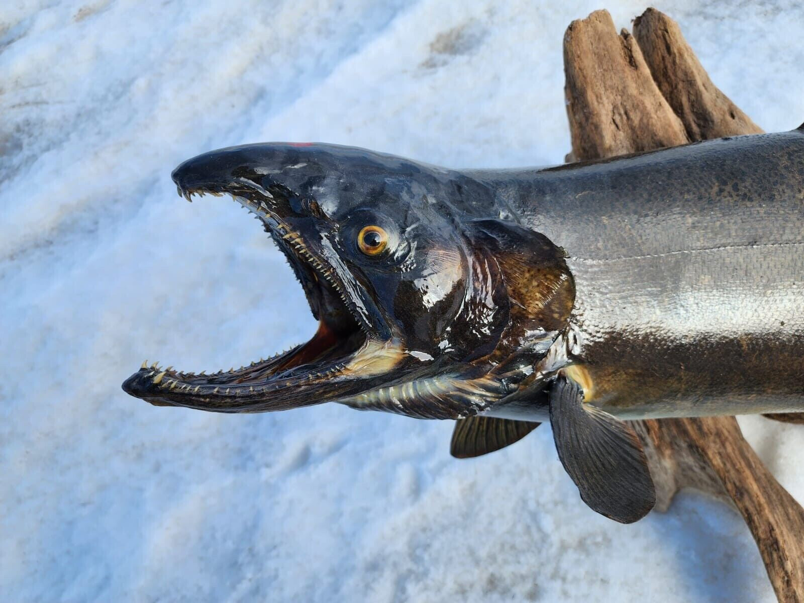 Beautiful Salmon Fish Taxidermy Wall Mount Art Wildlife