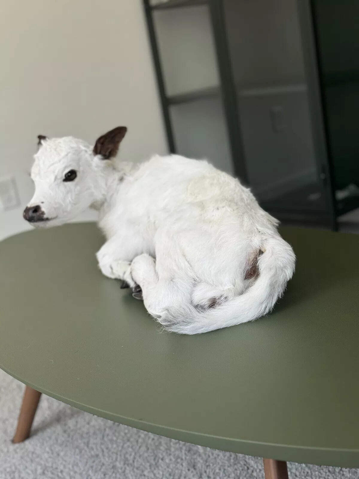 FHCOW1 - Baby British White Beef Calf Full Body Taxidermy Mount