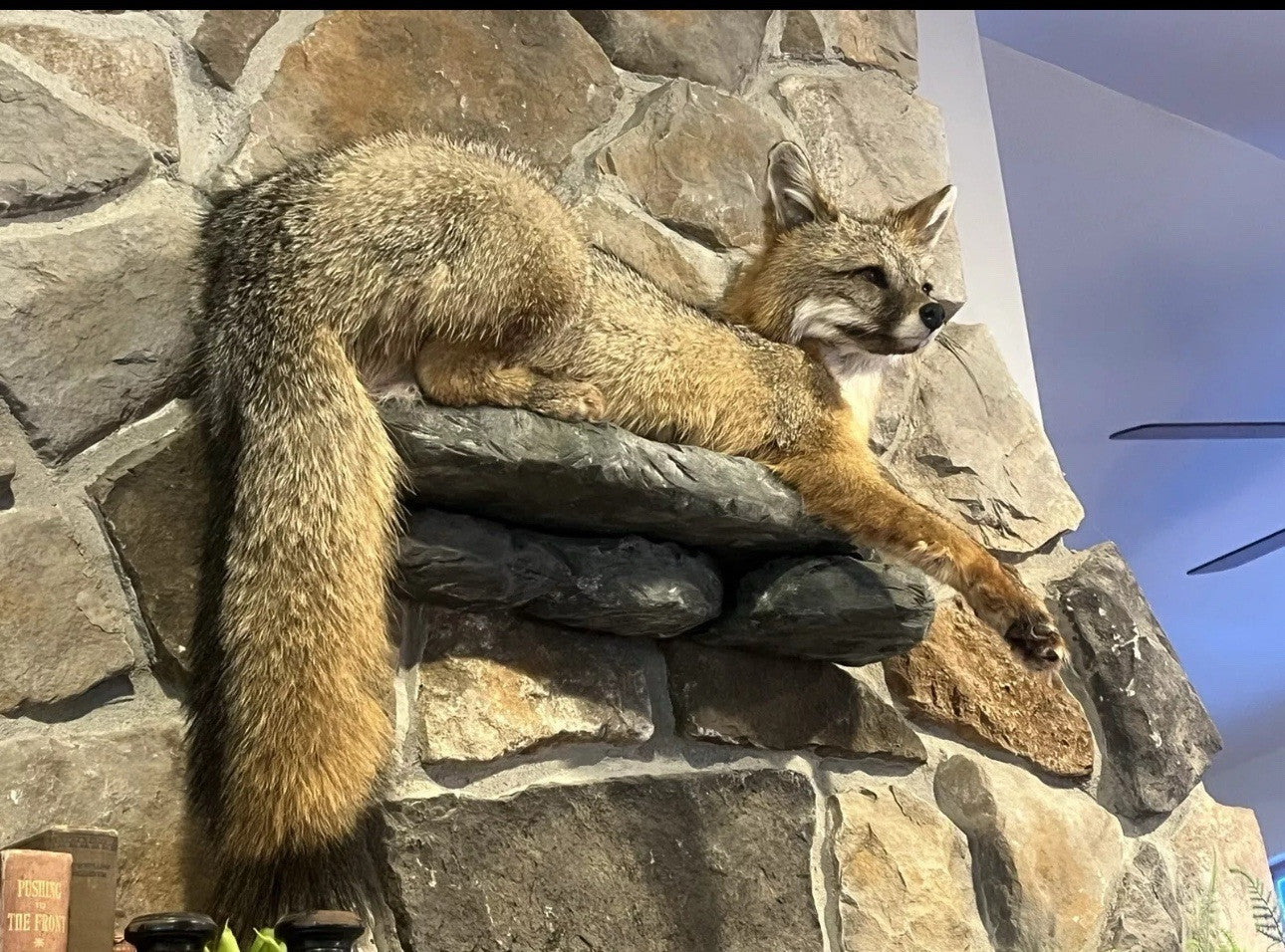 Grey Fox Taxidermy Full Body Mount Cabin Camp Man Cave Home Office Den Decor NEW