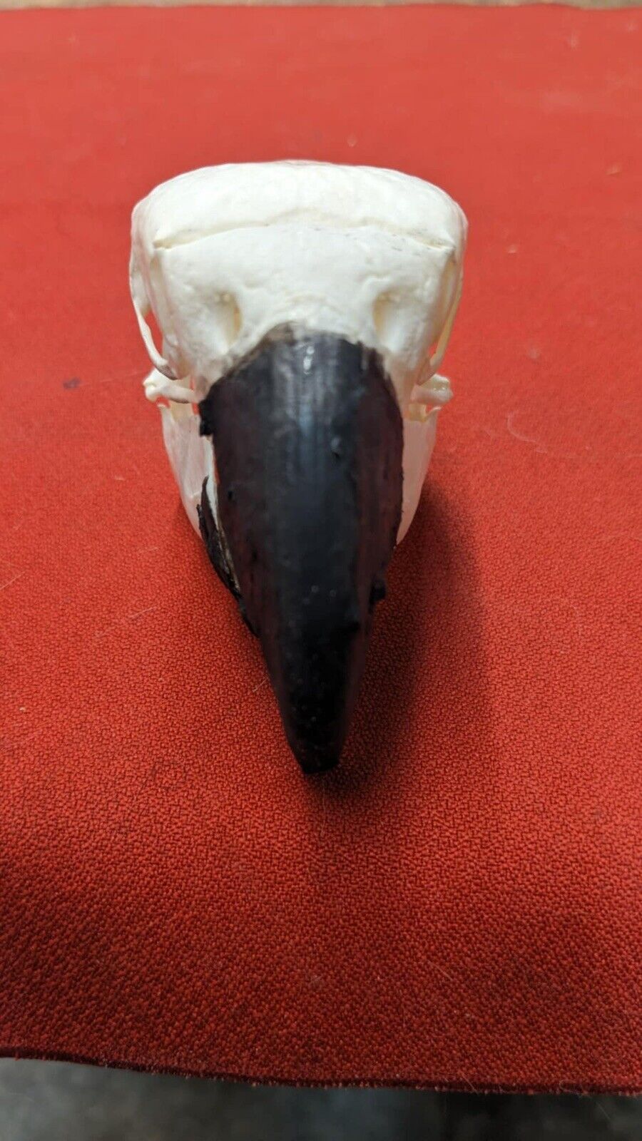 Real Blue And Gold Macaw Bird Skull Taxidermy