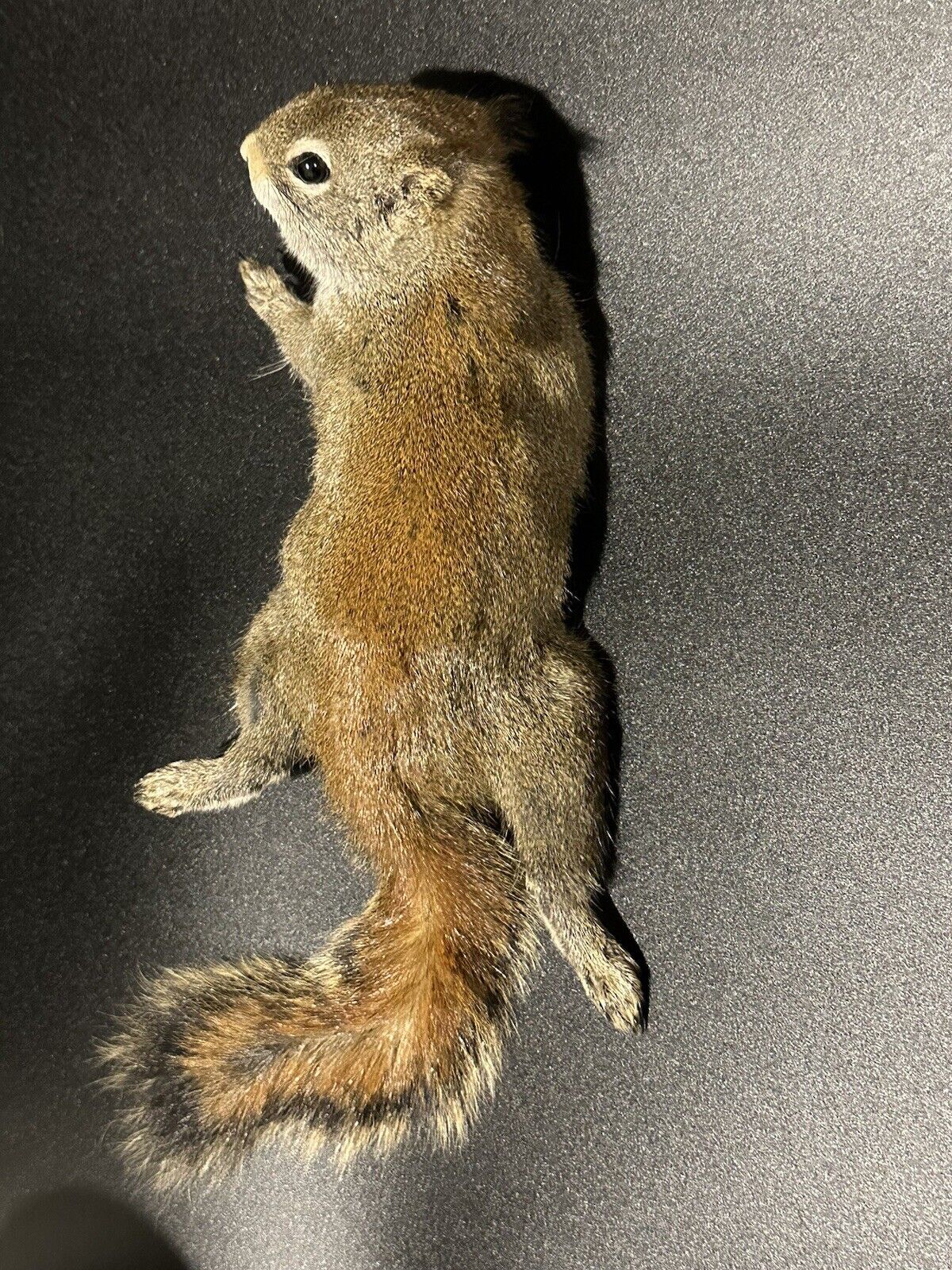 Beautiful Adorable Red Squirrel Small Animal Taxidermy Mount Art Wildlife 28S
