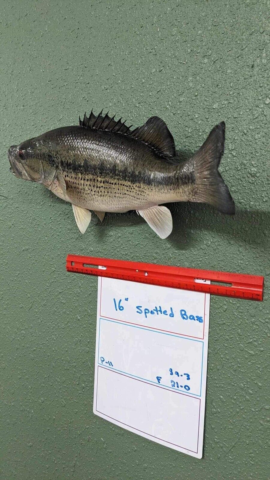 Beautiful Real Skin 16” Spotted Bass Taxidermy Wall Mount Art Wildlife