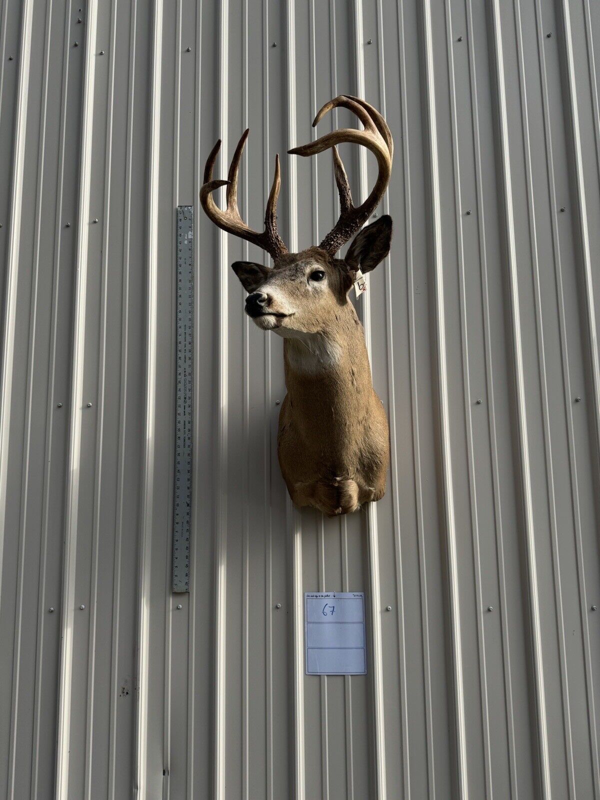 Whitetail Deer Real Antler Deer Taxidermy Mount