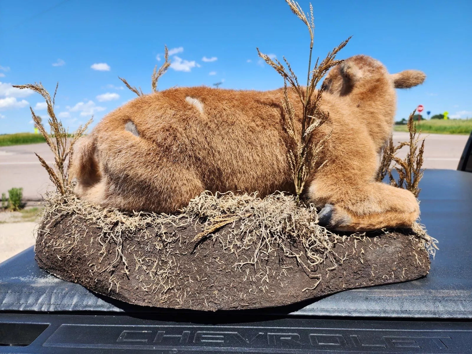 FH162-Real Baby Buffalo / Bison Taxidermy Mount New