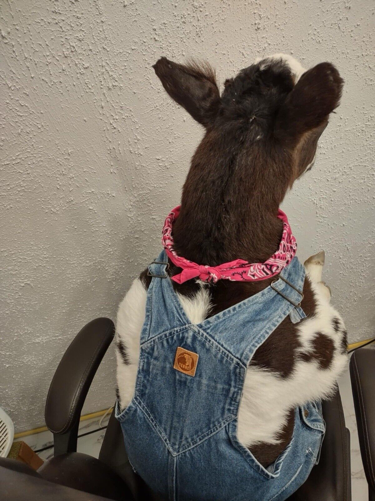 FH142-Baby Calf Taxidermy Mount