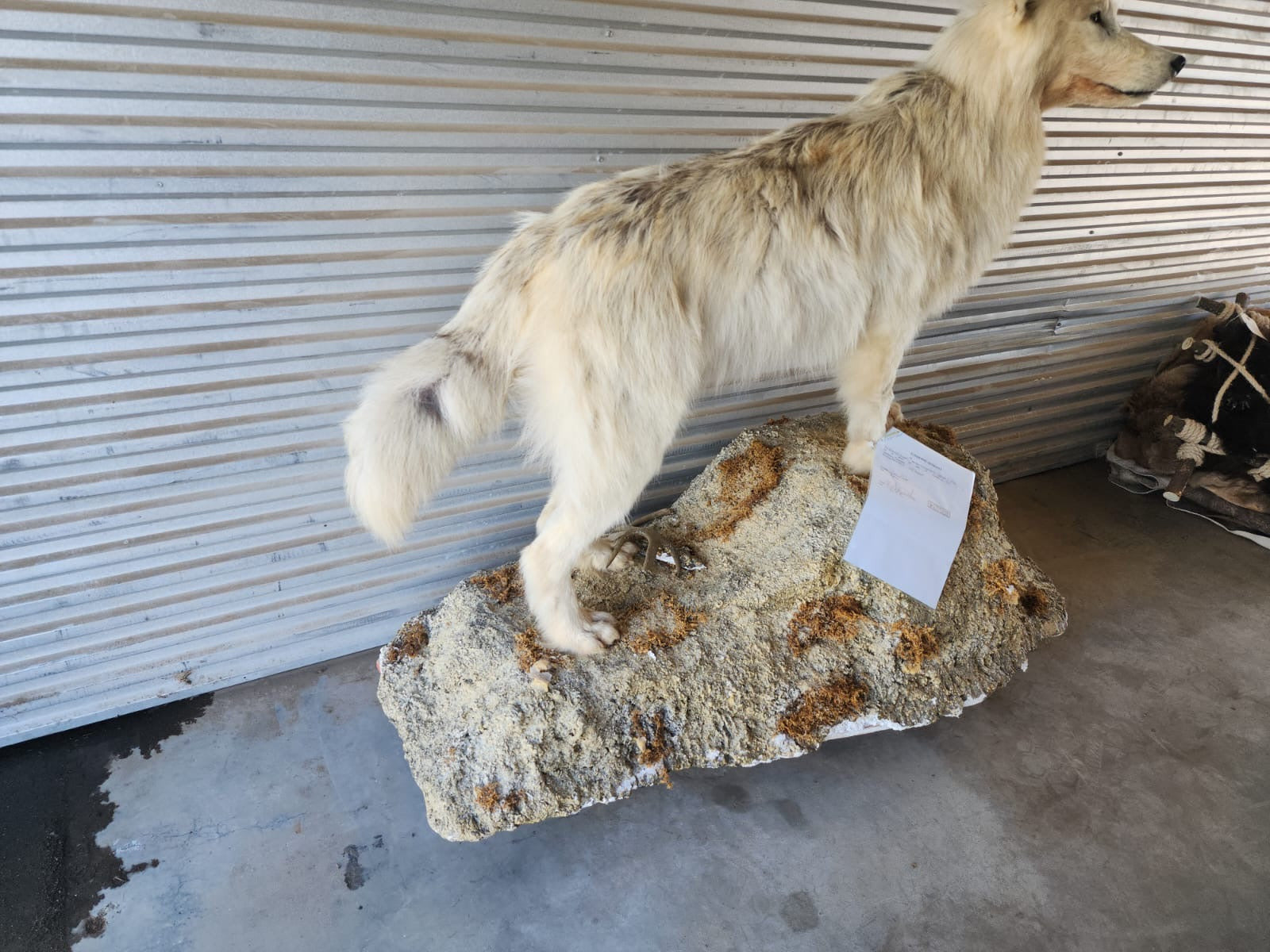 FH151-White Canadian wolf full body taxidermy mount