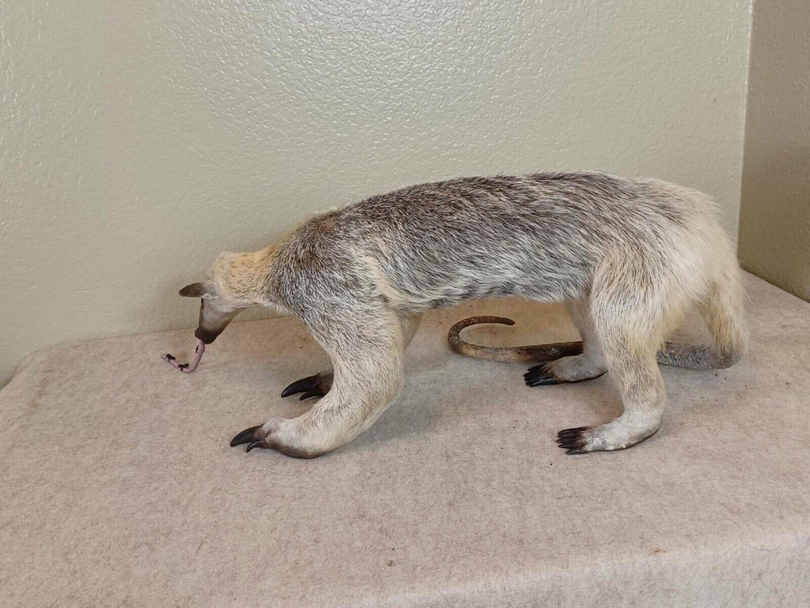 Tamandua / Ant Eater Full Body Mount Taxidermy - TAN1