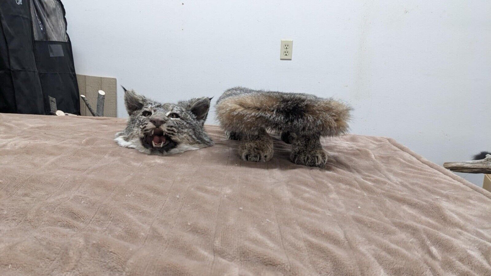 Beautiful Bobcat Pedestal Taxidermy Mount