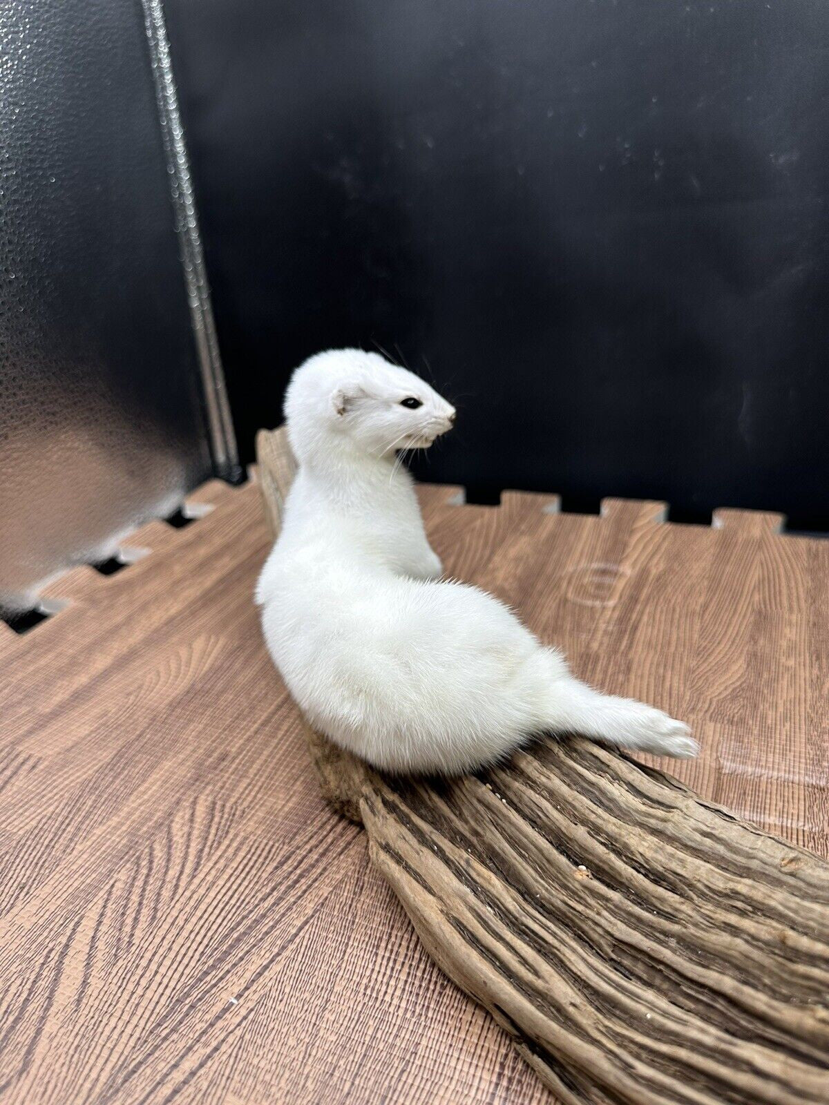 Beautiful Adorable Weasel Ermine Small Animal Taxidermy Mount Art Wildlife 41w