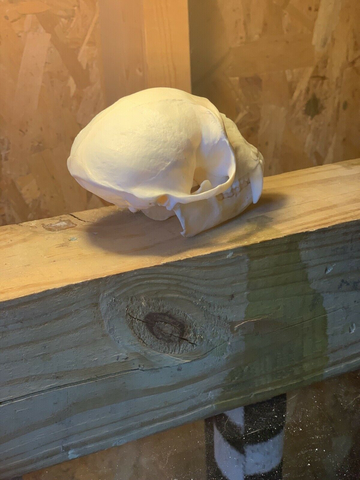 Real Male Vervet Monkey Skull Taxidermy Oddity Curiosity Natural Primate