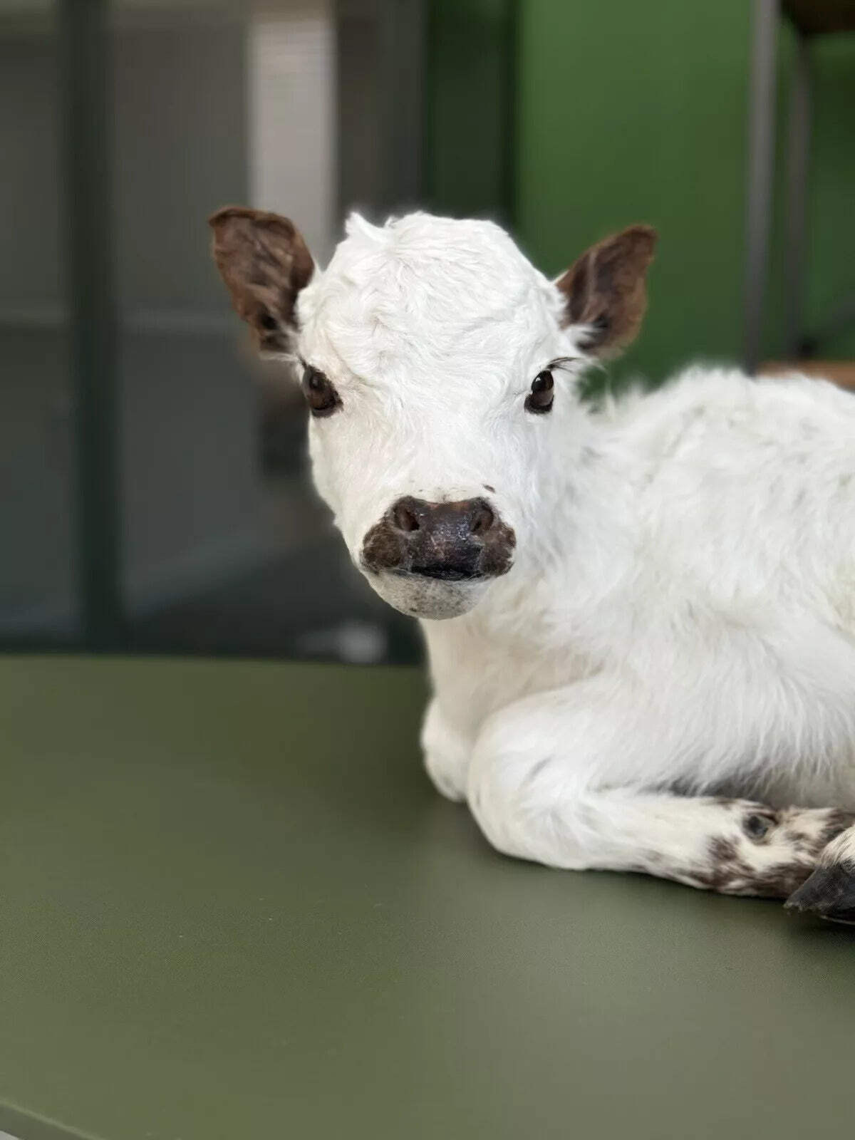 FHCOW1 - Baby British White Beef Calf Full Body Taxidermy Mount