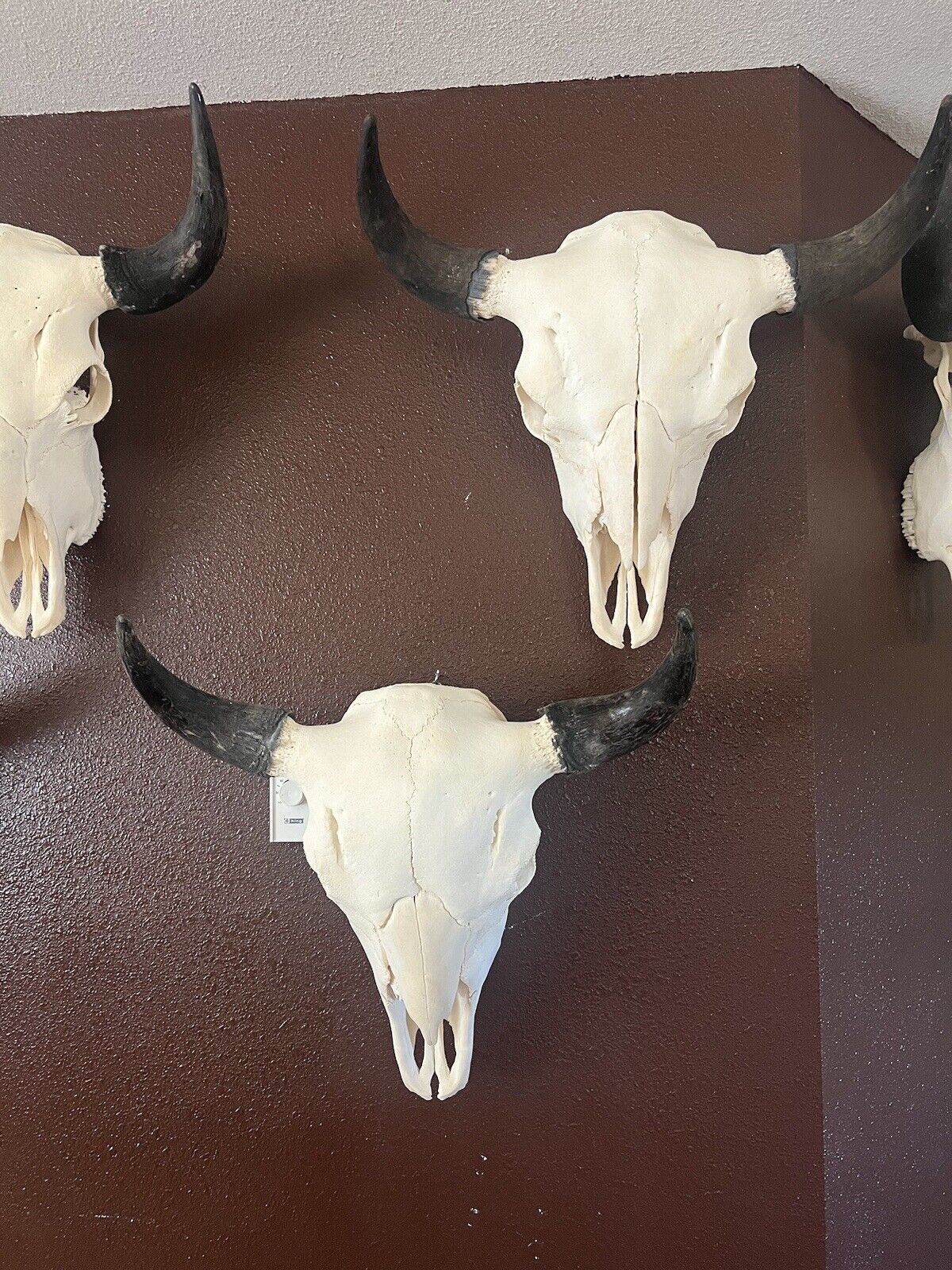 TAXIDERMY Large Bison Buffalo Skulls Real Horns Taxidermy Mount