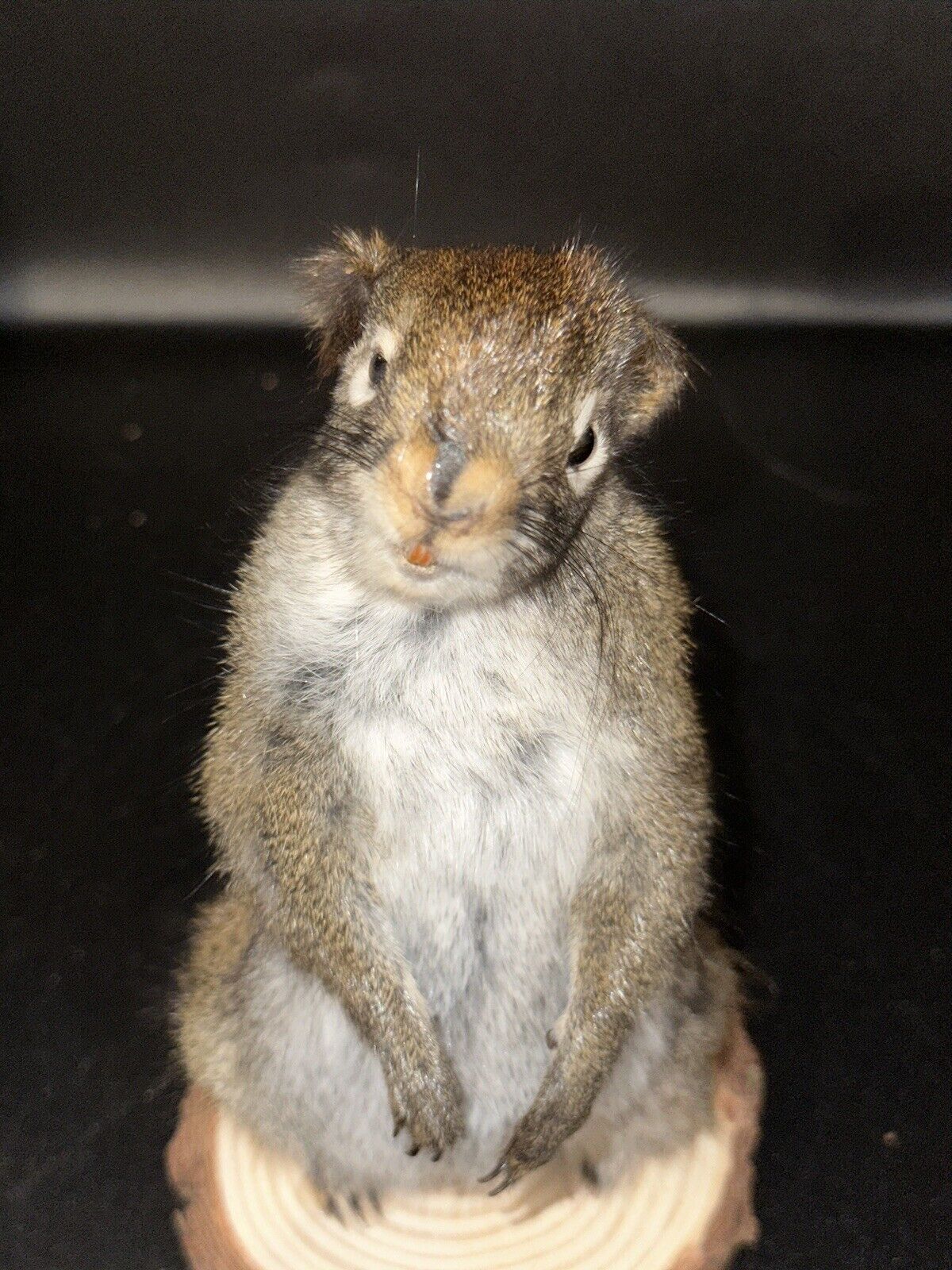 Beautiful Adorable Red Squirrel Small Animal Taxidermy Mount Art Wildlife 21S