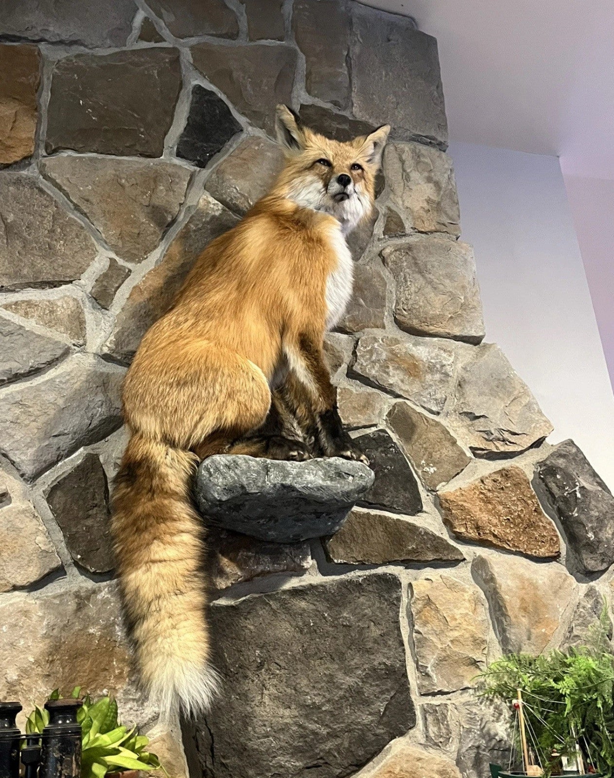 Red Fox Taxidermy Full Body Mount Cabin Camp Man Cave Home Office Den Decor NEW!