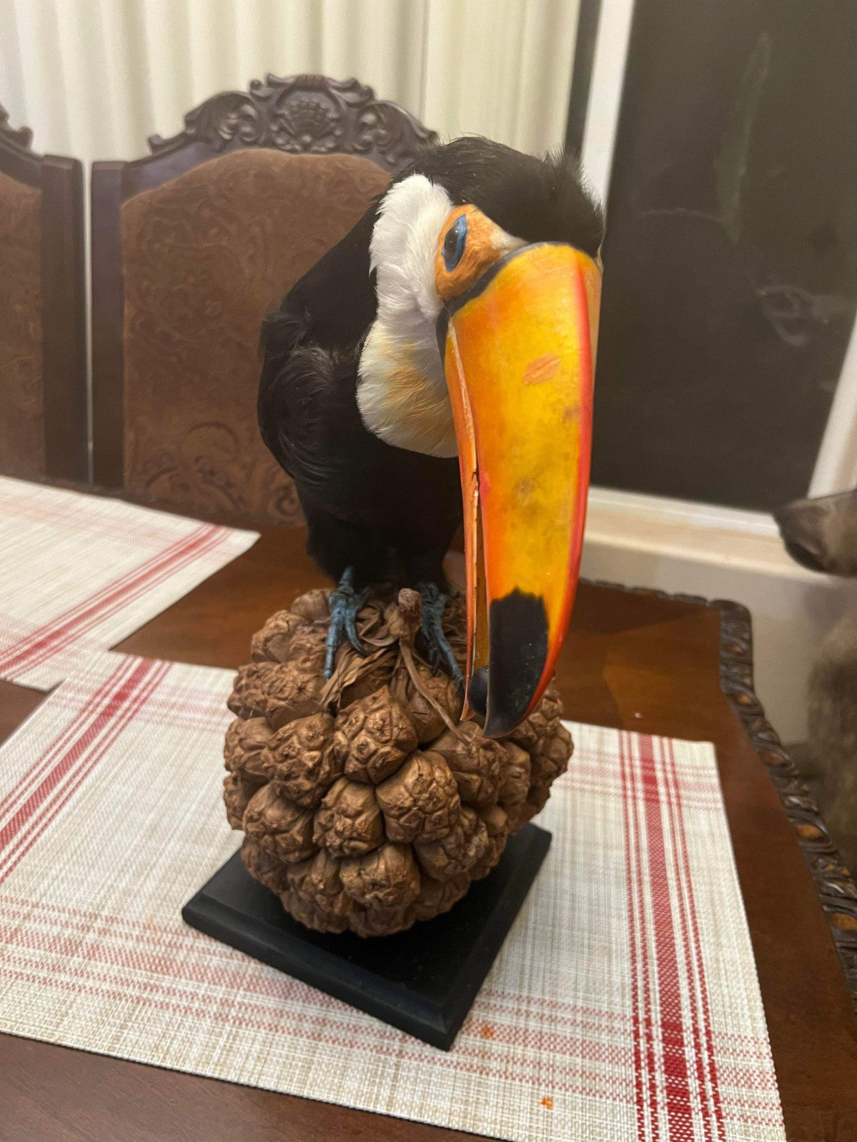 Museum Quality Real Toco Toucan Taxidermy Mount Beautiful Colors