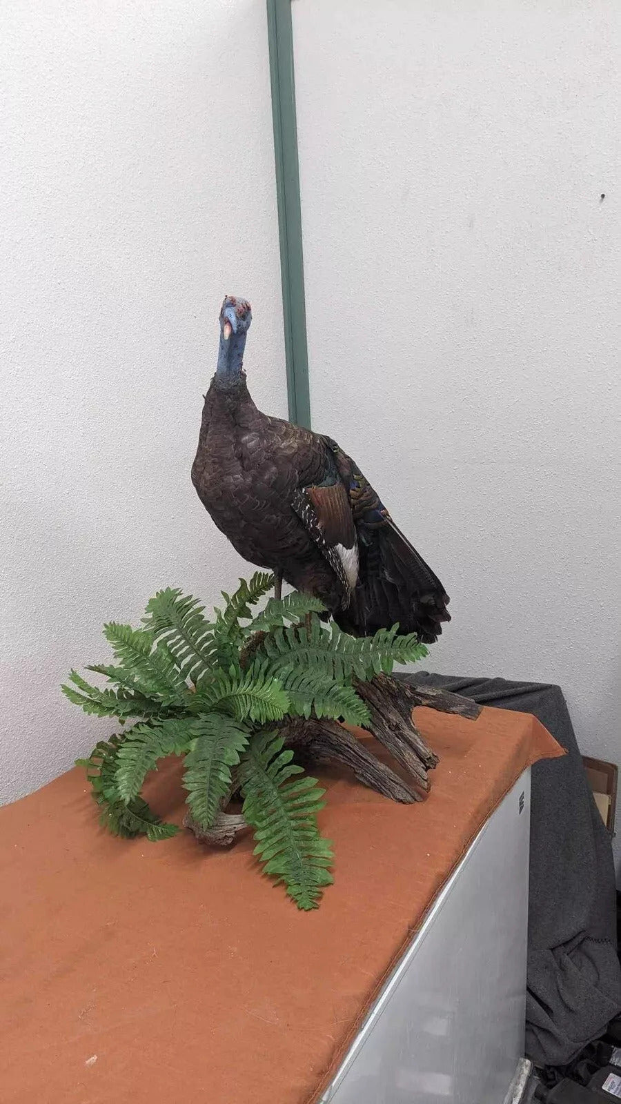 Full Mounted Taxidermy Ocellated Turkey with Custom Base
