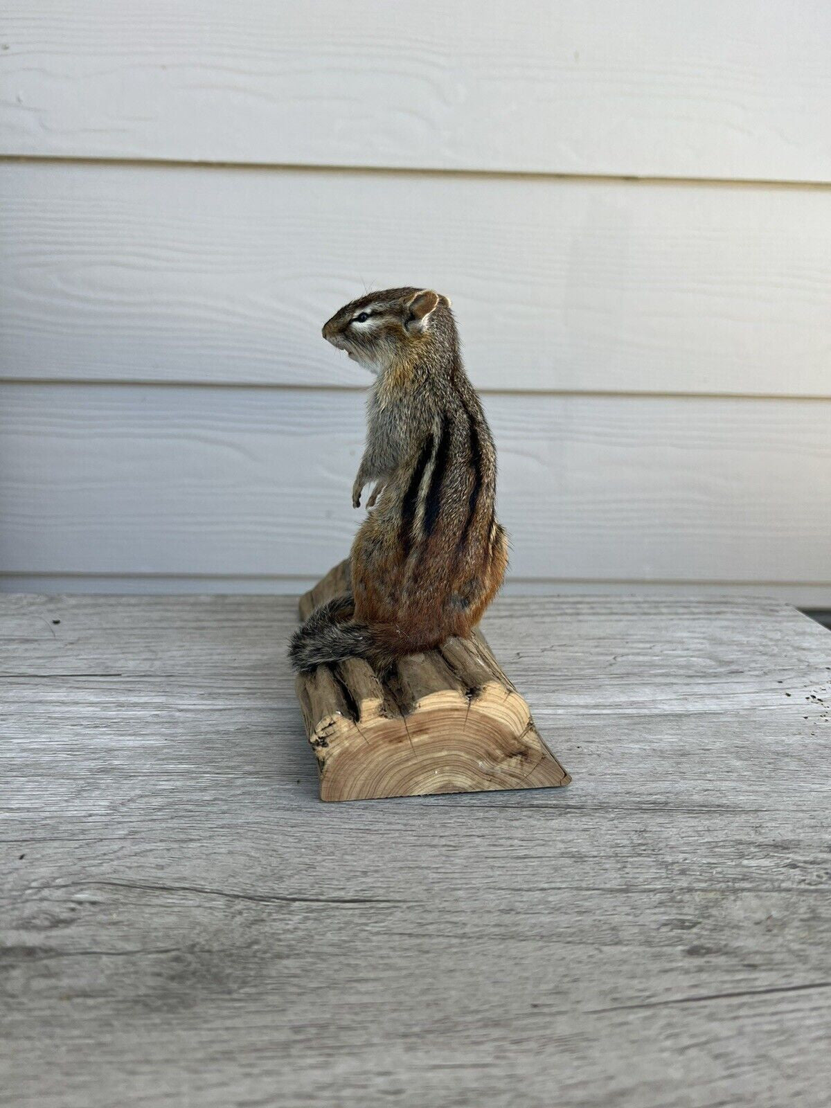 New Taxidermy Beautiful CHIPMUNK Mount On Real Wood-