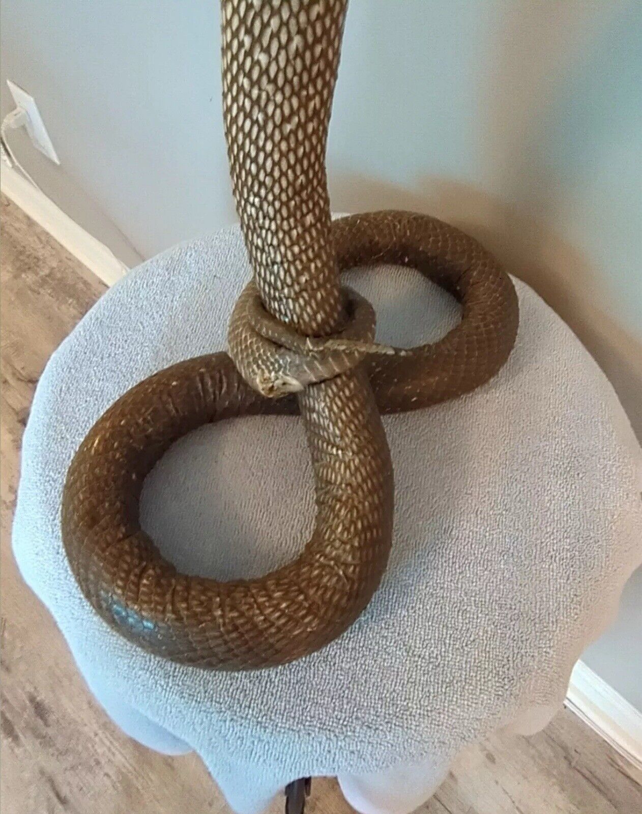 Taxidermy Cobra Been In My Collection For 40+ Years 22 Inches Tall Cool Piece