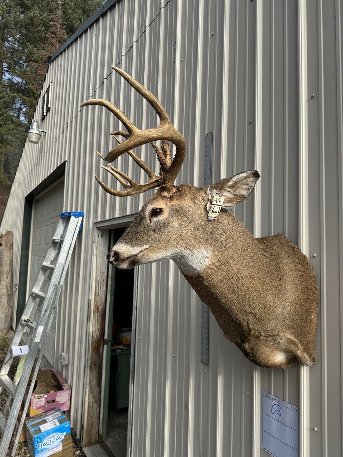 Whitetail Deer Real Antler Deer Taxidermy Mount
