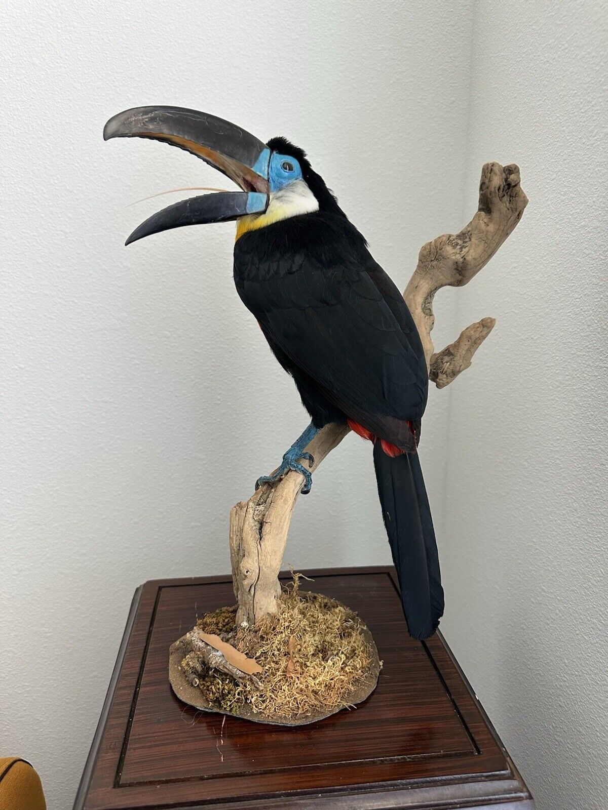 Museum Quality channel-billed toucan (Ramphastos vitellinus) Toc2