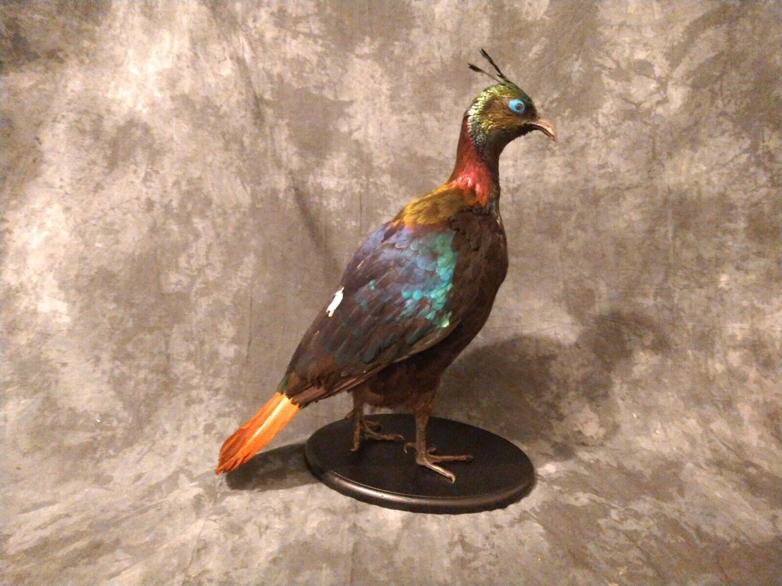 JRADA1 - Impeyan pheasant Taxidermy Bird Mount