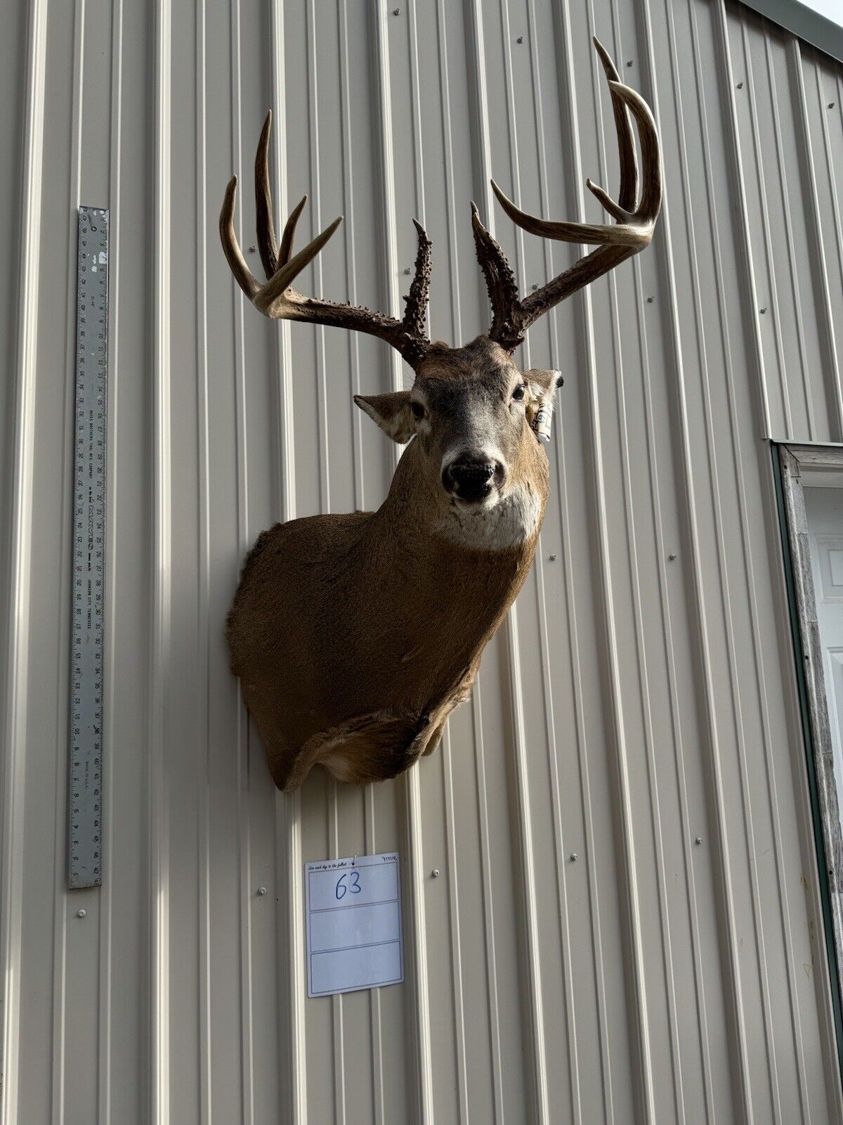 Whitetail Deer Real Antler Deer Taxidermy Mount