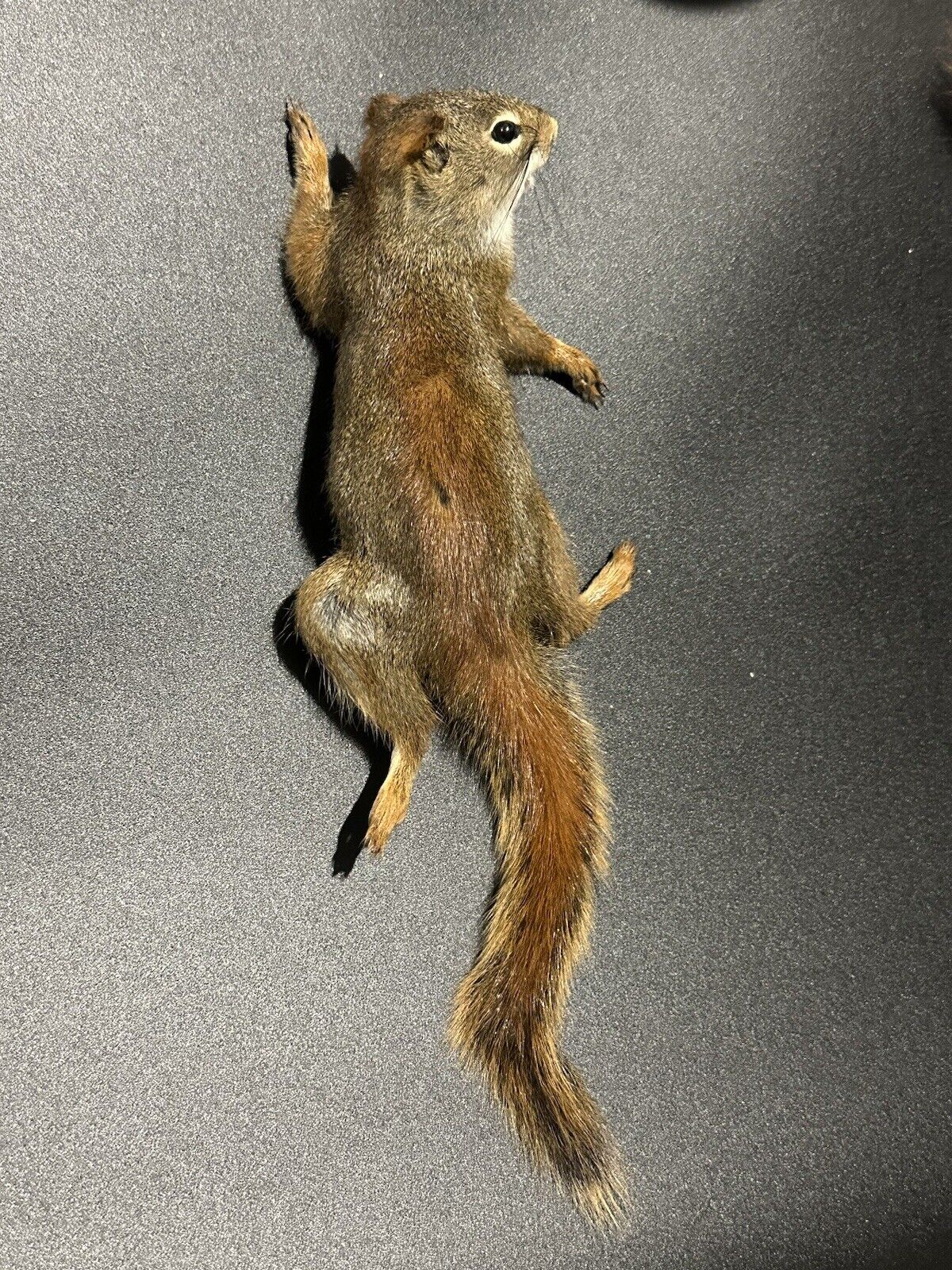 Beautiful Adorable Red Squirrel Small Animal Taxidermy Mount Art Wildlife 31S